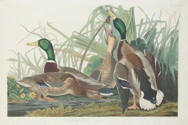 Canard colvert, 1834